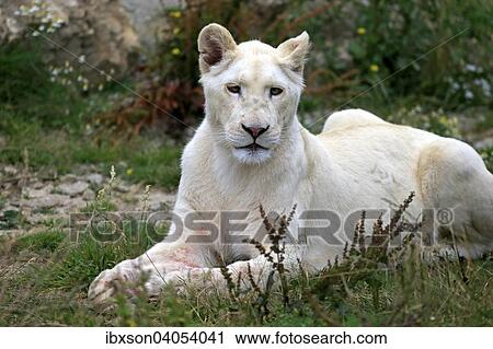 Lowe (Panthera leo), adultes Weibchen, weisse Form, Vorkommen in Afrika, captive, England, Grossbritannien, Europa View Large Photo Image Stock Image - Lowe (Panthera leo), adultes Weibchen, weisse Form, Vorkommen in Afrika, captive, England, Grossbritannien, Europa. Fotosearch