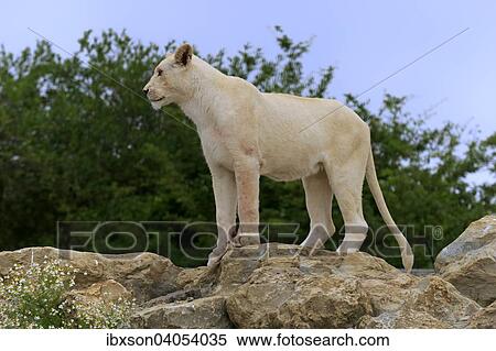 Lowe (Panthera leo), adultes Weibchen, weisse Form, auf Fels stehend, Vorkommen in Afrika, captive, England, Grossbritannien, Europa View Large Photo Image Stock Photography - Lowe (Panthera leo), adultes Weibchen, weisse Form, auf Fels stehend, Vorkommen in Afrika, captive, England, Grossbritannien, Europa. Fotosearch