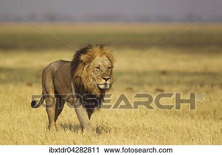 Lowe (Panthera leo), alteres Mannchen, lauft, Savuti, Chobe-Nationalpark, Botswana, Afrika View Large Photo Image Stock Image - Lowe (Panthera leo), alteres Mannchen, lauft, Savuti, Chobe-Nationalpark, Botswana, Afrika. Fotosearch