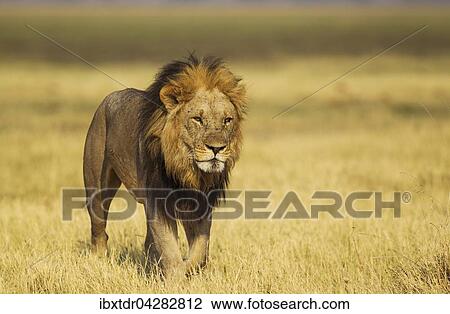 Lowe (Panthera leo), alteres Mannchen, lauft, Savuti, Chobe-Nationalpark, Botswana, Afrika View Large Photo Image Stock Image - Lowe (Panthera leo), alteres Mannchen, lauft, Savuti, Chobe-Nationalpark, Botswana, Afrika. Fotosearch