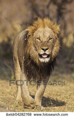 Lowe (Panthera leo), alteres Mannchen, lauft, Savuti, Chobe-Nationalpark, Botswana, Afrika View Large Photo Image Stock Photo - Lowe (Panthera leo), alteres Mannchen, lauft, Savuti, Chobe-Nationalpark, Botswana, Afrika. Fotosearch