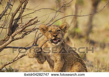 Lowe (Panthera leo), Jungtier beisst in Zweig, Savuti, Chobe-Nationalpark, Botswana, Afrika View Large Photo Image Stock Photo - Lowe (Panthera leo), Jungtier beisst in Zweig, Savuti, Chobe-Nationalpark, Botswana, Afrika. Fotosearch