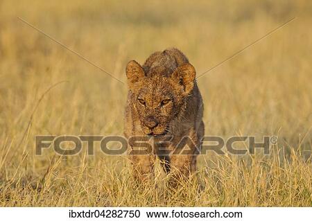 Lowe (Panthera leo), Jungtier in der Morgensonne, Savuti, Chobe-Nationalpark, Botswana, Afrika View Large Photo Image Stock Image - Lowe (Panthera leo), Jungtier in der Morgensonne, Savuti, Chobe-Nationalpark, Botswana, Afrika. Fotosearch