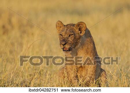 Lowe (Panthera leo), Jungtier in der Morgensonne, Savuti, Chobe-Nationalpark, Botswana, Afrika View Large Photo Image Stock Image - Lowe (Panthera leo), Jungtier in der Morgensonne, Savuti, Chobe-Nationalpark, Botswana, Afrika. Fotosearch