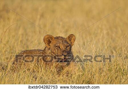 Stock Image - Lowe (Panthera leo), Jungtier in der Morgensonne, Savuti, Chobe-Nationalpark, Botswana, Afrika. Fotosearch
