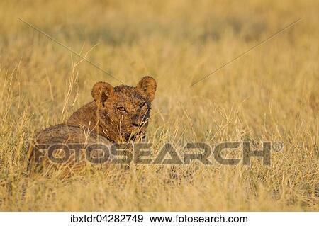 Lowe (Panthera leo), Jungtier in der Morgensonne, Savuti, Chobe-Nationalpark, Botswana, Afrika View Large Photo Image Stock Photo - Lowe (Panthera leo), Jungtier in der Morgensonne, Savuti, Chobe-Nationalpark, Botswana, Afrika. Fotosearch