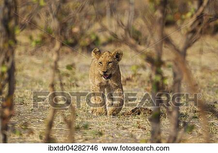 Lowe (Panthera leo), Jungtier, Savuti, Chobe-Nationalpark, Botswana, Afrika View Large Photo Image Stock Photograph - Lowe (Panthera leo), Jungtier, Savuti, Chobe-Nationalpark, Botswana, Afrika. Fotosearch