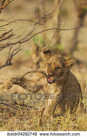 Lowe (Panthera leo), Jungtier, Lowenbaby, beisst in Zweig, Savuti, Chobe-Nationalpark, Botswana, Afrika View Large Photo Image Stock Photo - Lowe (Panthera leo), Jungtier, Lowenbaby, beisst in Zweig, Savuti, Chobe-Nationalpark, Botswana, Afrika. Fotosearch