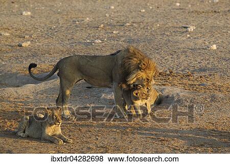 Lowe (Panthera leo), Mannchen begrusst ein Jungtier, Etosha-Nationalpark, Namibia, Afrika View Large Photo Image Stock Photo - Lowe (Panthera leo), Mannchen begrusst ein Jungtier, Etosha-Nationalpark, Namibia, Afrika. Fotosearch