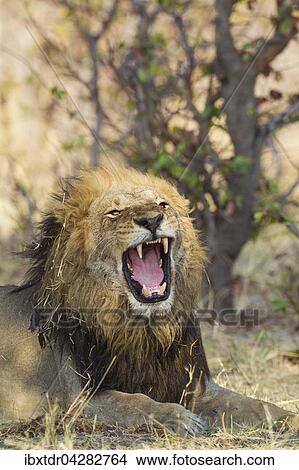 Lowe (Panthera leo), Mannchen, gahnt, Savuti, Chobe-Nationalpark, Botswana, Afrika View Large Photo Image Picture - Lowe (Panthera leo), Mannchen, gahnt, Savuti, Chobe-Nationalpark, Botswana, Afrika. Fotosearch