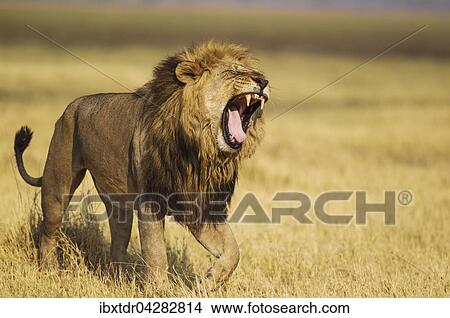 Picture - Lowe (Panthera leo), Mannchen, gahnt, Savuti, Chobe-Nationalpark, Botswana, Afrika. Fotosearch