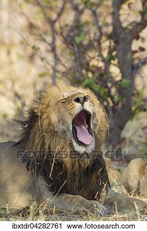 Lowe (Panthera leo), Mannchen, gahnt, Savuti, Chobe-Nationalpark, Botswana, Afrika View Large Photo Image Stock Image - Lowe (Panthera leo), Mannchen, gahnt, Savuti, Chobe-Nationalpark, Botswana, Afrika. Fotosearch