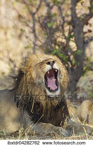 Lowe (Panthera leo), Mannchen, gahnt, Savuti, Chobe-Nationalpark, Botswana, Afrika View Large Photo Image Stock Image - Lowe (Panthera leo), Mannchen, gahnt, Savuti, Chobe-Nationalpark, Botswana, Afrika. Fotosearch