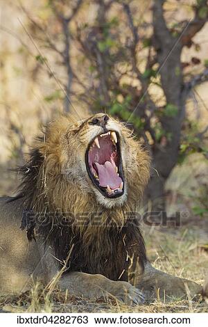 Stock Image - Lowe (Panthera leo), Mannchen, gahnt, Savuti, Chobe-Nationalpark, Botswana, Afrika. Fotosearch
