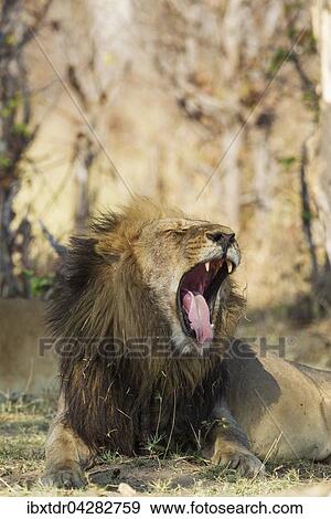 Lowe (Panthera leo), Mannchen, gahnt, Savuti, Chobe-Nationalpark, Botswana, Afrika View Large Photo Image Stock Photo - Lowe (Panthera leo), Mannchen, gahnt, Savuti, Chobe-Nationalpark, Botswana, Afrika. Fotosearch