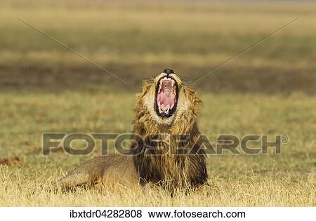 Stock Photo - Lowe (Panthera leo), Mannchen, gahnt, Savuti, Chobe-Nationalpark, Botswana, Afrika. Fotosearch