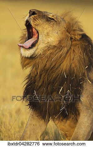 Stock Photograph - Lowe (Panthera leo), Mannchen, gahnt, Savuti, Chobe-Nationalpark, Botswana, Afrika. Fotosearch
