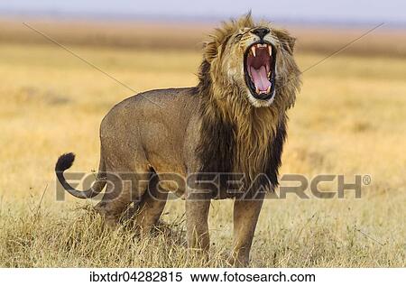 Lowe (Panthera leo), Mannchen, gahnt, Savuti, Chobe-Nationalpark, Botswana, Afrika View Large Photo Image Stock Photography - Lowe (Panthera leo), Mannchen, gahnt, Savuti, Chobe-Nationalpark, Botswana, Afrika. Fotosearch