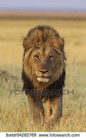 Lowe (Panthera leo), Mannchen, lauft, Savuti, Chobe-Nationalpark, Botswana, Afrika View Large Photo Image Stock Photo - Lowe (Panthera leo), Mannchen, lauft, Savuti, Chobe-Nationalpark, Botswana, Afrika. Fotosearch