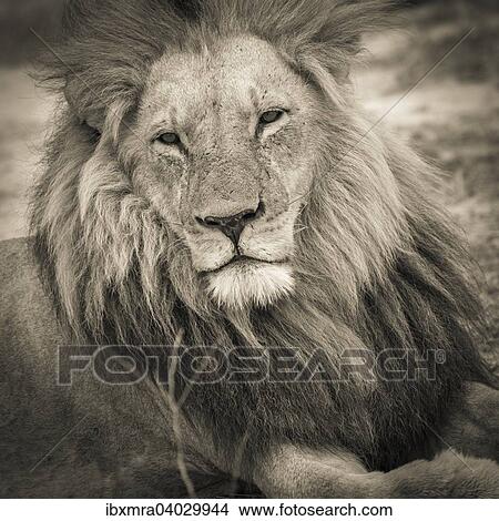 Picture - Lowe (Panthera leo), Mannchen mit langer Mahne und halb geoffneten Augen, liegend, Okavango Delta, Botswana, Afrika. Fotosearch