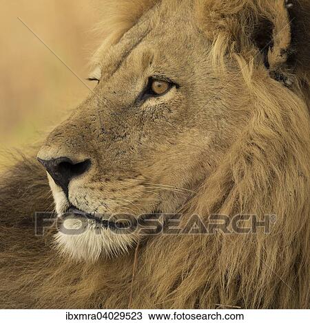 Lowe (Panthera leo), Mannchen mit langer Mahne, Okavango Delta, Botswana, Afrika View Large Photo Image Stock Image - Lowe (Panthera leo), Mannchen mit langer Mahne, Okavango Delta, Botswana, Afrika. Fotosearch