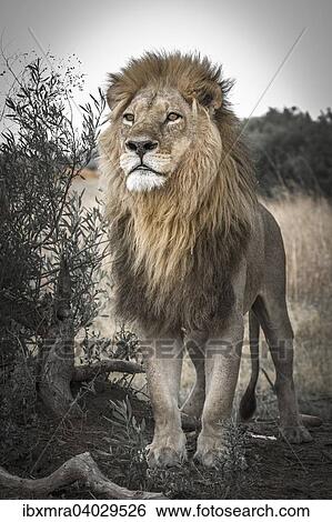 Lowe (Panthera leo), Mannchen mit langer Mahne, Okavango Delta, Botswana, Afrika View Large Photo Image Stock Photograph - Lowe (Panthera leo), Mannchen mit langer Mahne, Okavango Delta, Botswana, Afrika. Fotosearch