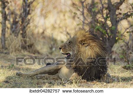 Stock Photo - Lowe (Panthera leo), Mannchen, ruht im Schatten, Savuti, Chobe-Nationalpark, Botswana, Afrika. Fotosearch