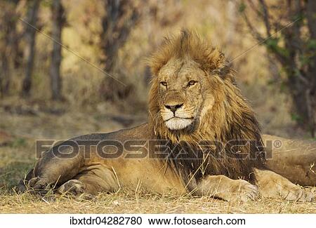 Lowe (Panthera leo), Mannchen, ruht, Savuti, Chobe-Nationalpark, Botswana, Afrika View Large Photo Image Stock Image - Lowe (Panthera leo), Mannchen, ruht, Savuti, Chobe-Nationalpark, Botswana, Afrika. Fotosearch