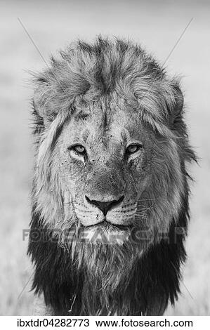 Lowe (Panthera leo), Mannchen, Savuti, Chobe-Nationalpark, Botswana, Afrika View Large Photo Image Stock Image - Lowe (Panthera leo), Mannchen, Savuti, Chobe-Nationalpark, Botswana, Afrika. Fotosearch