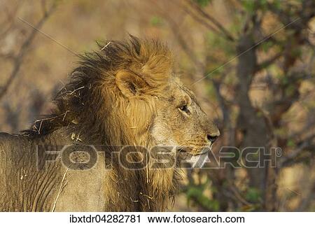 Lowe (Panthera leo), Mannchen, Savuti, Chobe-Nationalpark, Botswana, Afrika View Large Photo Image Stock Image - Lowe (Panthera leo), Mannchen, Savuti, Chobe-Nationalpark, Botswana, Afrika. Fotosearch