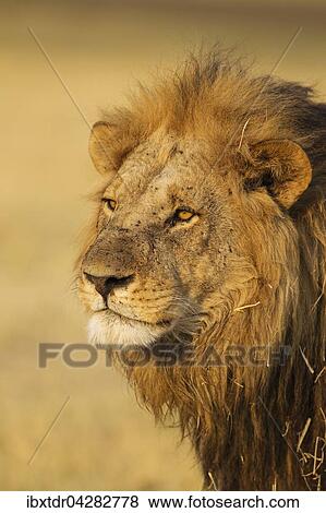 Lowe (Panthera leo), Mannchen, Savuti, Chobe-Nationalpark, Botswana, Afrika View Large Photo Image Stock Photo - Lowe (Panthera leo), Mannchen, Savuti, Chobe-Nationalpark, Botswana, Afrika. Fotosearch