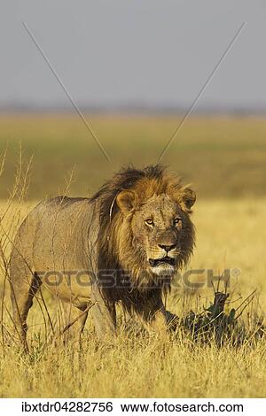 Lowe (Panthera leo), Mannchen, Savuti, Chobe-Nationalpark, Botswana, Afrika View Large Photo Image Stock Photograph - Lowe (Panthera leo), Mannchen, Savuti, Chobe-Nationalpark, Botswana, Afrika. Fotosearch
