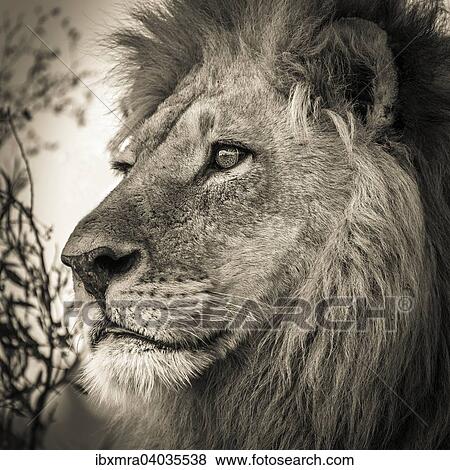 Lowe (Panthera leo), Mannchen, Okavango-Delta, Botswana, Afrika View Large Photo Image Stock Photo - Lowe (Panthera leo), Mannchen, Okavango-Delta, Botswana, Afrika. Fotosearch