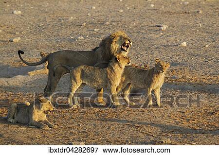 Stock Photo - Lowe (Panthera leo), Mannchen wird von Jungtieren begrusst, Etosha-Nationalpark, Namibia, Afrika. Fotosearch