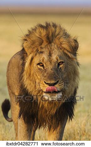 Stock Image - Lowe (Panthera leo), Mannchen, Zunge, Savuti, Chobe-Nationalpark, Botswana, Afrika. Fotosearch