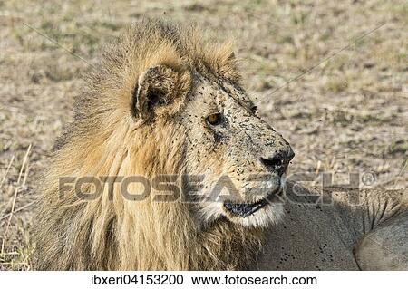 Lowe (Panthera leo), Masai Mara, Kenia, Afrika View Large Photo Image Stock Image - Lowe (Panthera leo), Masai Mara, Kenia, Afrika. Fotosearch