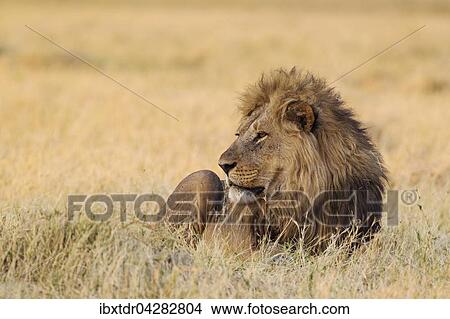 Lowe (Panthera leo), ruht, Morgendammerung, Savuti, Chobe-Nationalpark, Botswana, Afrika View Large Photo Image Picture - Lowe (Panthera leo), ruht, Morgendammerung, Savuti, Chobe-Nationalpark, Botswana, Afrika. Fotosearch
