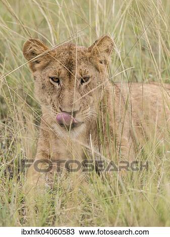 Lowe (Panthera leo), Queen-Elizabeth-Nationalpark, Uganda, Afrika View Large Photo Image Stock Image - Lowe (Panthera leo), Queen-Elizabeth-Nationalpark, Uganda, Afrika. Fotosearch