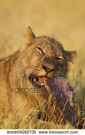 Lowe (Panthera leo), subadultes Mannchen frisst am Kadaver eines Kapbuffel (Syncerus caffer caffer), Savuti, Chobe-Nationalpark, Botswana, Afrika View Large Photo Image Stock Photography - Lowe (Panthera leo), subadultes Mannchen frisst am Kadaver eines Kapbuffel (Syncerus caffer caffer), Savuti, Chobe-Nationalpark, Botswana, Afrika. Fotosearch