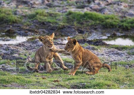 Picture - Lowe (Panthera leo), zwei Jungtiere, Lowenbabies, spielen, am fruhen Morgen, Chobe-Nationalpark, Botswana, Afrika. Fotosearch