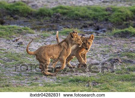 Stock Image - Lowe (Panthera leo), zwei Jungtiere, Lowenbabies, spielen, am fruhen Morgen, Chobe-Nationalpark, Botswana, Afrika. Fotosearch