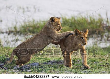 Lowe (Panthera leo), zwei Jungtiere, Lowenbabies, spielen, am fruhen Morgen, Chobe-Nationalpark, Botswana, Afrika View Large Photo Image Stock Photo - Lowe (Panthera leo), zwei Jungtiere, Lowenbabies, spielen, am fruhen Morgen, Chobe-Nationalpark, Botswana, Afrika. Fotosearch