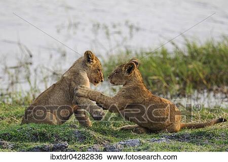 Stock Photograph - Lowe (Panthera leo), zwei Jungtiere, Lowenbabies, spielen, am fruhen Morgen, Chobe-Nationalpark, Botswana, Afrika. Fotosearch