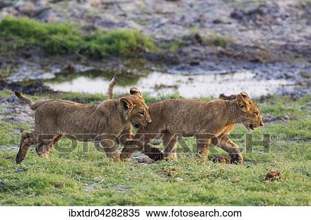 Lowe (Panthera leo), zwei Jungtiere, Lowenbabies, spielen, am fruhen Morgen, Chobe-Nationalpark, Botswana, Afrika View Large Photo Image Stock Photography - Lowe (Panthera leo), zwei Jungtiere, Lowenbabies, spielen, am fruhen Morgen, Chobe-Nationalpark, Botswana, Afrika. Fotosearch