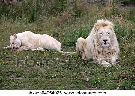 Lowen (Panthera leo), adultes Paar, weisse Form, Weibchen fressend, Vorkommen in Afrika, captive, England, Grossbritannien, Europa View Large Photo Image Stock Photography - Lowen (Panthera leo), adultes Paar, weisse Form, Weibchen fressend, Vorkommen in Afrika, captive, England, Grossbritannien, Europa. Fotosearch