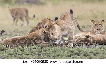 Stock Image - Lowen (Panthera leo), Queen-Elizabeth-Nationalpark, Uganda, Afrika. Fotosearch