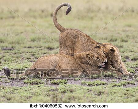 Lowen (Panthera leo), Queen-Elizabeth-Nationalpark, Uganda, Afrika View Large Photo Image Stock Image - Lowen (Panthera leo), Queen-Elizabeth-Nationalpark, Uganda, Afrika. Fotosearch