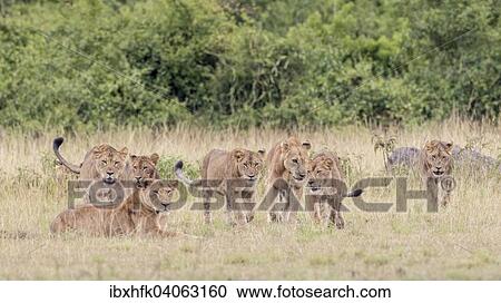 Lowen (Panthera leo), Queen-Elizabeth-Nationalpark, Uganda, Afrika View Large Photo Image Stock Image - Lowen (Panthera leo), Queen-Elizabeth-Nationalpark, Uganda, Afrika. Fotosearch