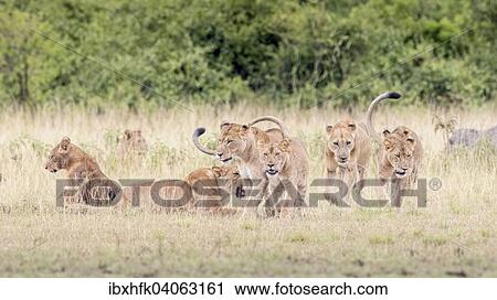 Stock Image - Lowen (Panthera leo), Queen-Elizabeth-Nationalpark, Uganda, Afrika. Fotosearch