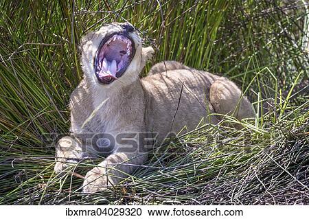 Lowenbaby (Panthera Leo) im Halbschatten gahnt, Okavango-Delta, Botswana, Afrika View Large Photo Image Stock Image - Lowenbaby (Panthera Leo) im Halbschatten gahnt, Okavango-Delta, Botswana, Afrika. Fotosearch